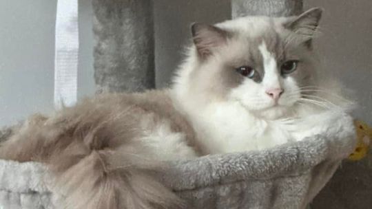 Piękne kociaki naszych Czytelników [GALERIA ZDJĘĆ]