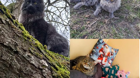 Piękne kociaki naszych Czytelników [GALERIA ZDJĘĆ]