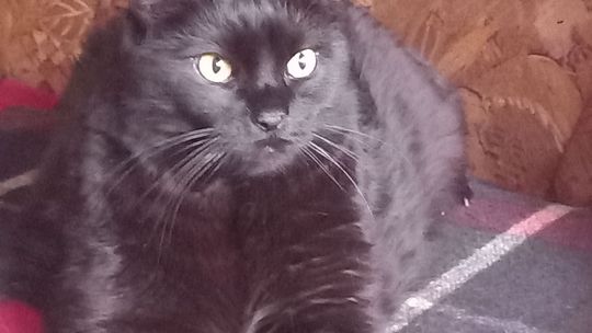 Piękne kociaki naszych Czytelników [GALERIA ZDJĘĆ]