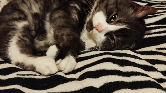 Piękne kociaki naszych Czytelników [GALERIA ZDJĘĆ]