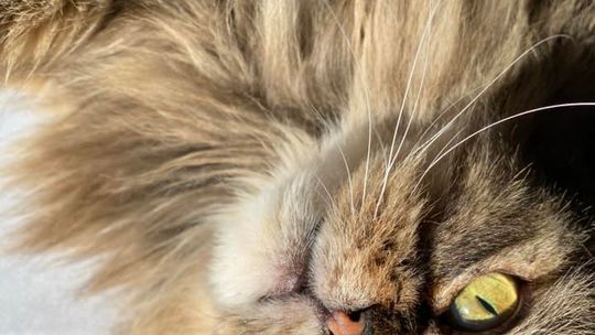 Piękne kociaki naszych Czytelników [GALERIA ZDJĘĆ]