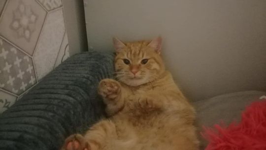 Piękne kociaki naszych Czytelników [GALERIA ZDJĘĆ]