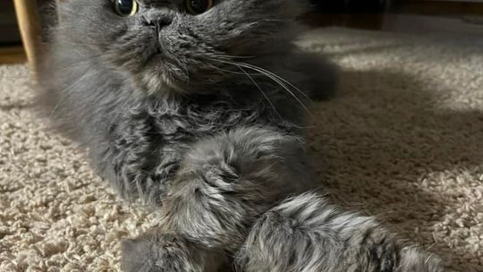 Piękne kociaki naszych Czytelników [GALERIA ZDJĘĆ]