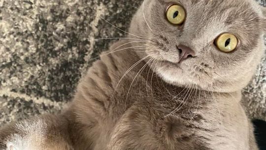 Piękne kociaki naszych Czytelników [GALERIA ZDJĘĆ]