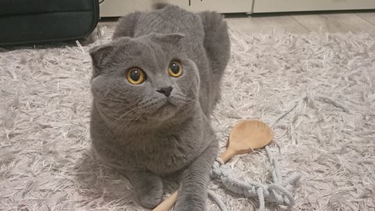 Piękne kociaki naszych Czytelników [GALERIA ZDJĘĆ]