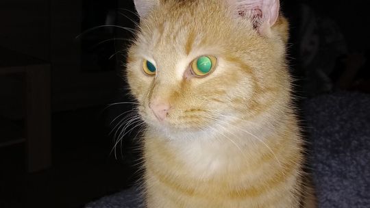 Piękne kociaki naszych Czytelników [GALERIA ZDJĘĆ]