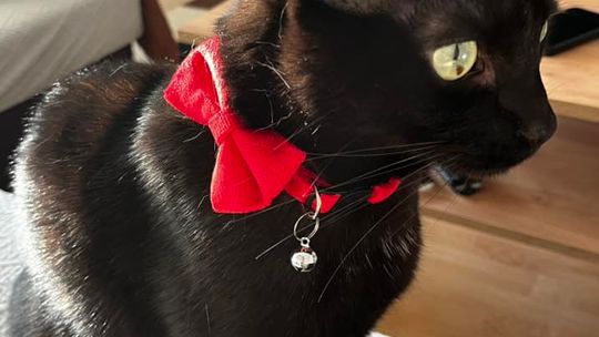 Piękne kociaki naszych Czytelników [GALERIA ZDJĘĆ]