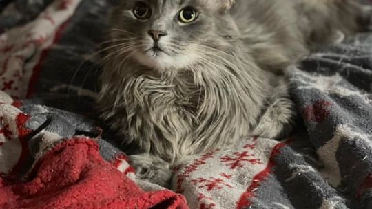 Piękne kociaki naszych Czytelników [GALERIA ZDJĘĆ]