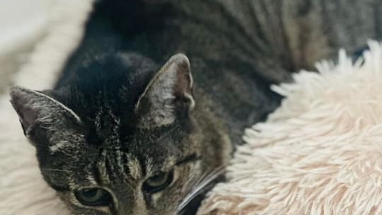 Piękne kociaki naszych Czytelników [GALERIA ZDJĘĆ]