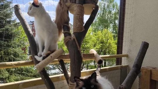 Piękne kociaki naszych Czytelników [GALERIA ZDJĘĆ]