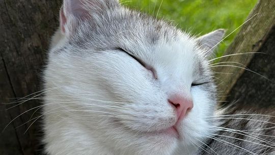 Piękne kociaki naszych Czytelników [GALERIA ZDJĘĆ]