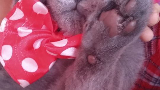 Piękne kociaki naszych Czytelników [GALERIA ZDJĘĆ]