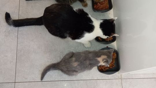 Piękne kociaki naszych Czytelników [GALERIA ZDJĘĆ]