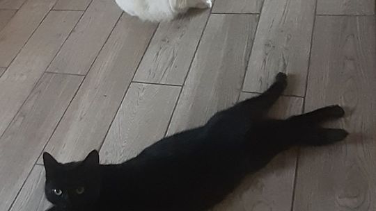 Piękne kociaki naszych Czytelników [GALERIA ZDJĘĆ]