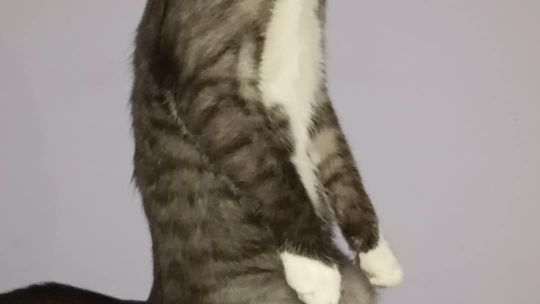 Piękne kociaki naszych Czytelników [GALERIA ZDJĘĆ]