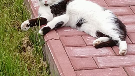 Piękne kociaki naszych Czytelników [GALERIA ZDJĘĆ]