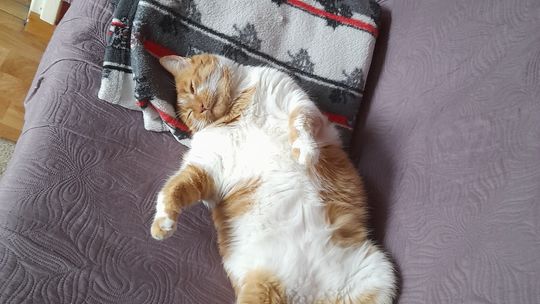 Piękne kociaki naszych Czytelników [GALERIA ZDJĘĆ]