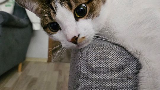 Piękne kociaki naszych Czytelników [GALERIA ZDJĘĆ]