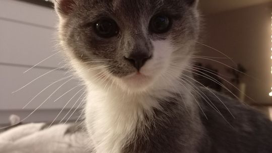 Piękne kociaki naszych Czytelników [GALERIA ZDJĘĆ]