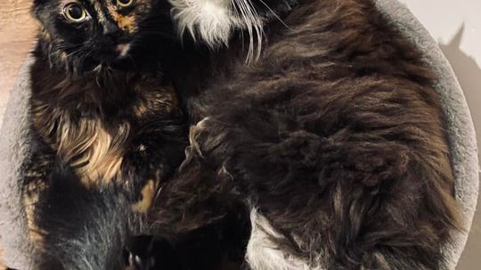 Piękne kociaki naszych Czytelników [GALERIA ZDJĘĆ]