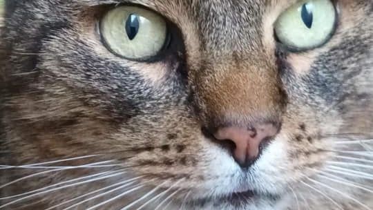 Piękne kociaki naszych Czytelników [GALERIA ZDJĘĆ]