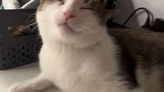 Piękne kociaki naszych Czytelników [GALERIA ZDJĘĆ]