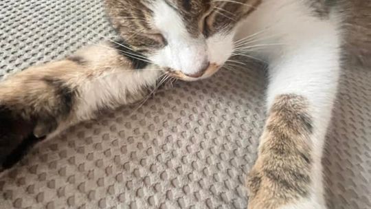 Piękne kociaki naszych Czytelników [GALERIA ZDJĘĆ]