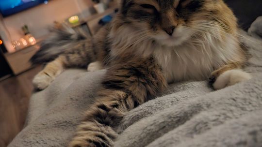 Piękne kociaki naszych Czytelników [GALERIA ZDJĘĆ]