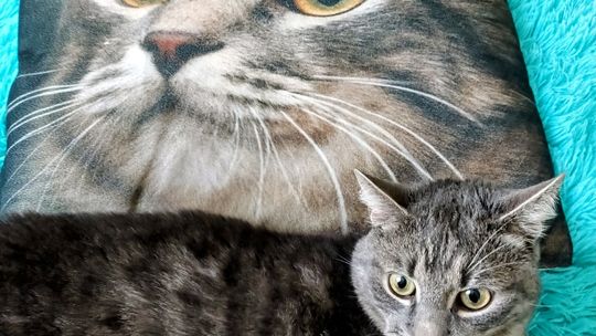 Piękne kociaki naszych Czytelników [GALERIA ZDJĘĆ]