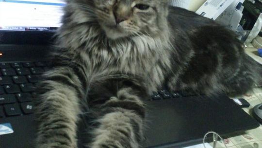 Piękne kociaki naszych Czytelników [GALERIA ZDJĘĆ]