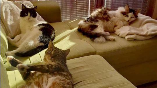 Piękne kociaki naszych Czytelników [GALERIA ZDJĘĆ]