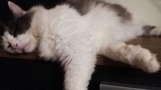 Piękne kociaki naszych Czytelników [GALERIA ZDJĘĆ]