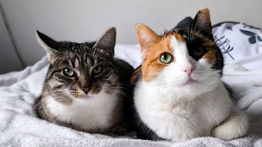 Piękne kociaki naszych Czytelników [GALERIA ZDJĘĆ]