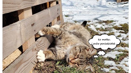 Piękne kociaki naszych Czytelników [GALERIA ZDJĘĆ]