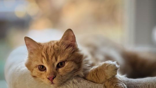 Piękne kociaki naszych Czytelników [GALERIA ZDJĘĆ]