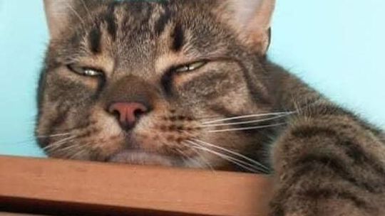 Piękne kociaki naszych Czytelników [GALERIA ZDJĘĆ]