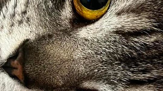 Piękne kociaki naszych Czytelników [GALERIA ZDJĘĆ]