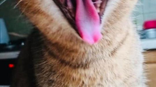 Piękne kociaki naszych Czytelników [GALERIA ZDJĘĆ]