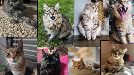 Piękne kociaki naszych Czytelników [GALERIA ZDJĘĆ]