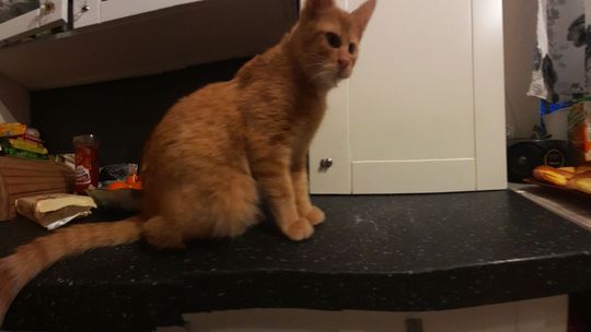 Piękne kociaki naszych Czytelników [GALERIA ZDJĘĆ]