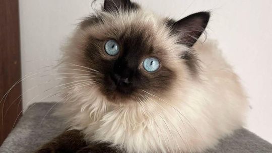 Piękne kociaki naszych Czytelników [GALERIA ZDJĘĆ]