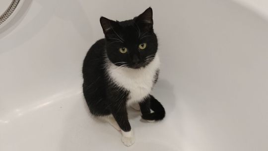 Piękne kociaki naszych Czytelników [GALERIA ZDJĘĆ]