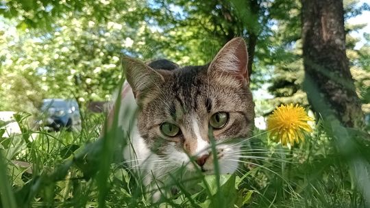 Piękne kociaki naszych Czytelników [GALERIA ZDJĘĆ]