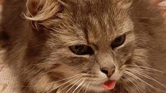 Piękne kociaki naszych Czytelników [GALERIA ZDJĘĆ]