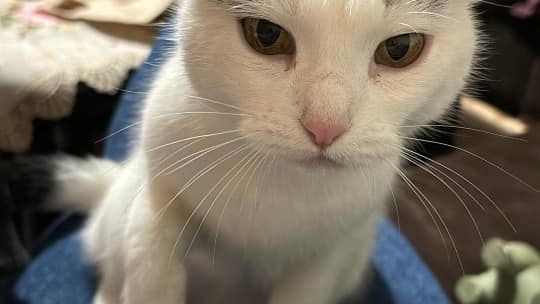 Piękne kociaki naszych Czytelników [GALERIA ZDJĘĆ]