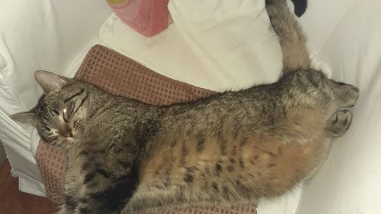 Piękne kociaki naszych Czytelników [GALERIA ZDJĘĆ]