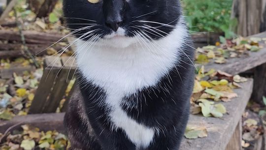 Piękne kociaki naszych Czytelników [GALERIA ZDJĘĆ]