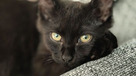 Piękne kociaki naszych Czytelników [GALERIA ZDJĘĆ]