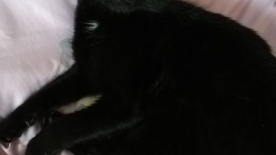 Piękne kociaki naszych Czytelników [GALERIA ZDJĘĆ]