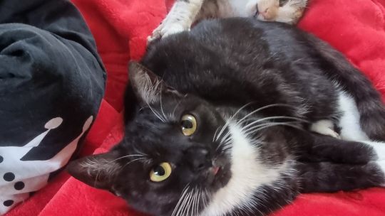 Piękne kociaki naszych Czytelników [GALERIA ZDJĘĆ]